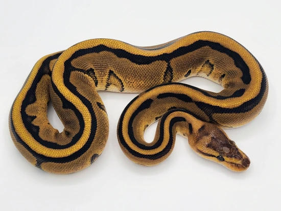 Genetic Stripe Het Clown Ball Python by Kyle Frost Reptiles