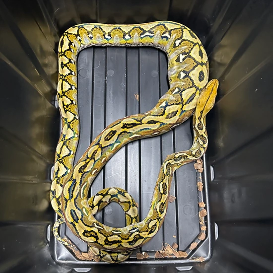 Pure Sulawesi - 2022 Reticulated Python by LAB Exotics