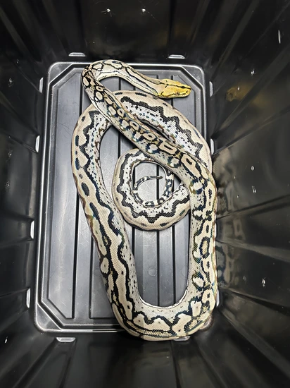 Ocelot/Rainbow Proven Breeder Reticulated Python by LAB Exotics