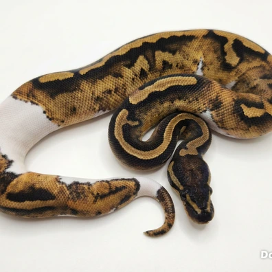 Pied Royal Python Ball Python - unknown for sale from Redreptiles