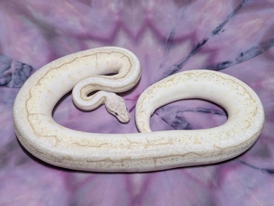 Nuclear /cinnamon /Spider /Pinstripe Ball Python by Lair Of Lila . com