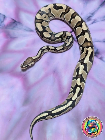 Fire Ball Python by Lair Of Lila . com