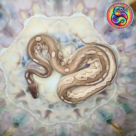 Butter Cinnamon Ball Python by Lair Of Lila . com