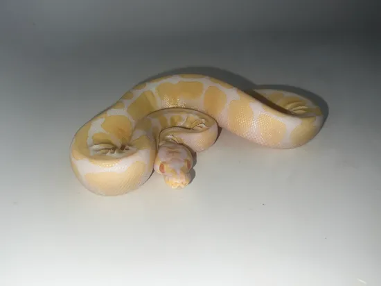 Albino 50% Het White Wash Possible Paradox Ball Python by Lake City Pets