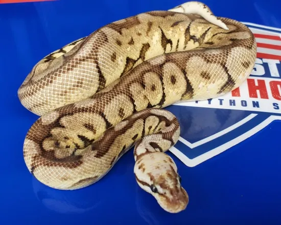 Chocolate Cinnamon Pastel Spider 100% Het Clown Ball Python by 1st ...