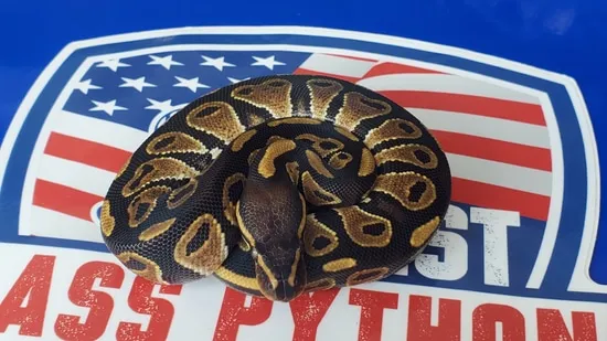 Black Head 100% Genetic Stripe 50% Hypo Ball Python by 1st Class Pythons