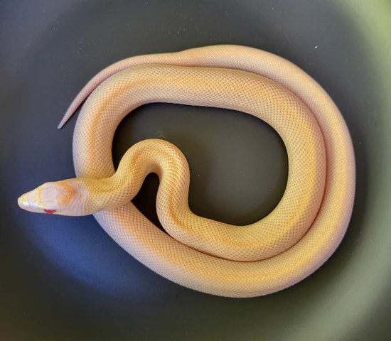 Patternless Snake Patternless Bull Snake Bullsnake by L&R Reptile Specialties