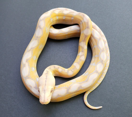 Super Dwarf Purple Snow Reticulated Python by L&R Reptile Specialties