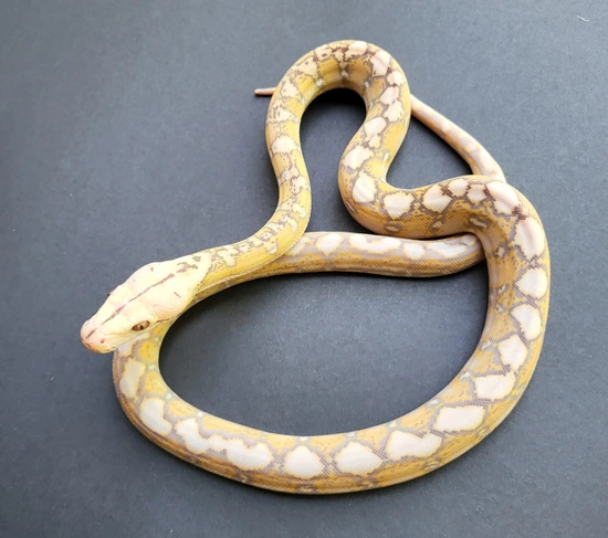 Super Dwarf Purple Snow Reticulated Python by L&R Reptile Specialties