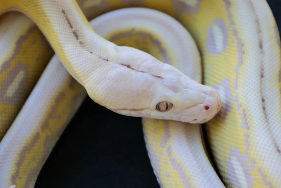 Super Dwarf 50% Kalatoa Purple Snow Tiger 2025 Reticulated Python by L ...