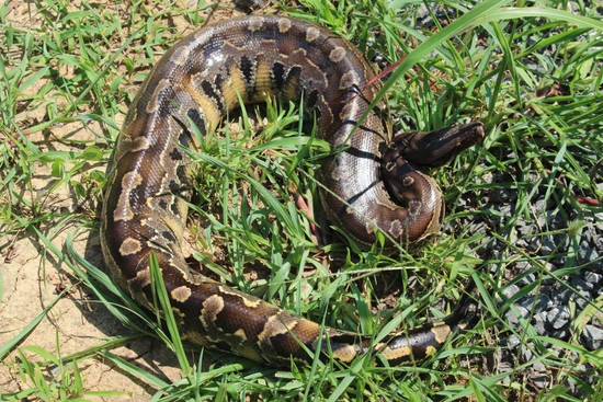 Adult Normal Blood Python by Land to Sea Exotics