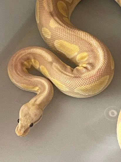 Cinnamon Candy Ball Python by Diesel Pythons