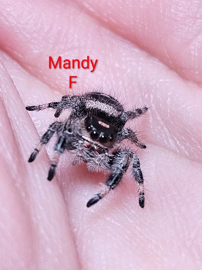 Mandy Spider Memorable Mandy Apalachicola Jumping Spider by Gentle Jumpers