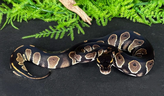 Black Head 50% Het Lavender Albino *SHIPPING INCLUDED* Ball Python by ...