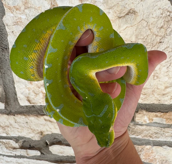 Jayapura Green Tree Python Female (JGTPF4) by Reptile Pets Direct