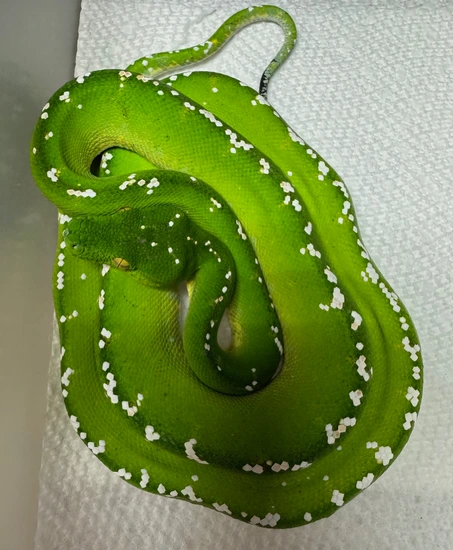 High White Juvenile Aru Green Tree Python Female (HWGTPF1) by Reptile ...