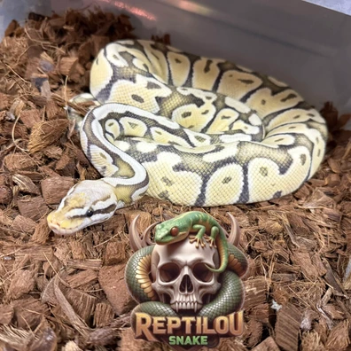 Desert Ghost Pastel Vanillia Ball Python - male for sale from Reptilou snake