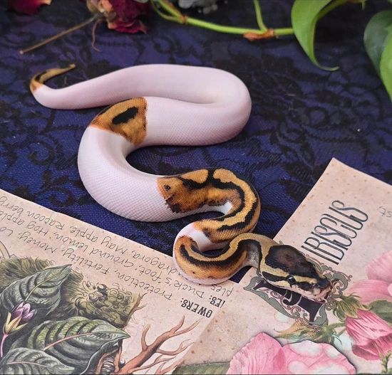 Piebald Het Desert Ghost Ball Python by Moonlit Morphs