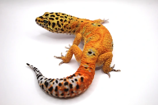 Atomic Electric Clown Cross Leopard Gecko by Elysium Leopard Gecko