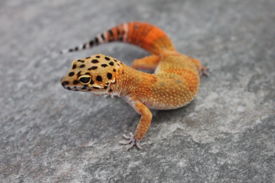 Atomic Clown Cross HET Tremper Leopard Gecko by Elysium Leopard Gecko