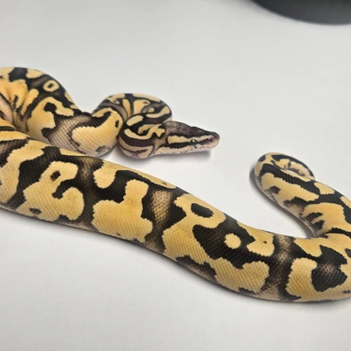 CB25 0.1 Firefly Het Pied Ball Python - female for sale from LDpythons