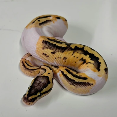 Cb25 1.0 Firefly Pied Ball Python - male for sale from LDpythons