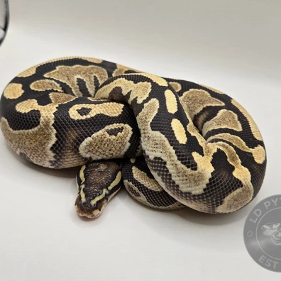 CB25 0.1 OD Fire 100% Het Pied Ball Python - female for sale from LDpythons