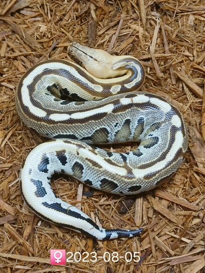 Genetic Stripe Ghost Ocelot Borneo Short-Tailed Python by Leach's ...