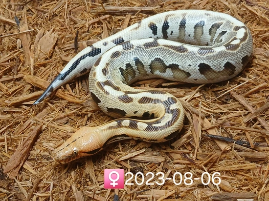 Ghost Ocelot Borneo Short-Tailed Python by Leach's Python Palace