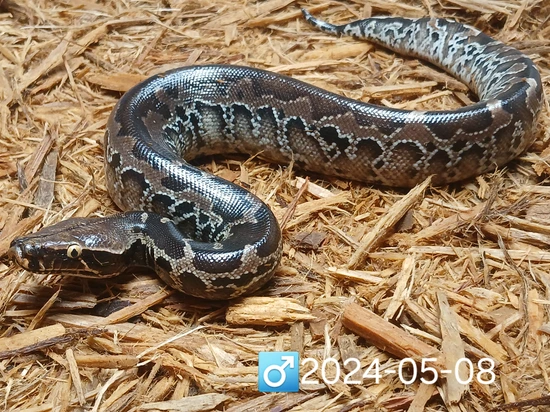 Black Head SSTP Sumatran Short-Tailed Python by Leach's Python Palace