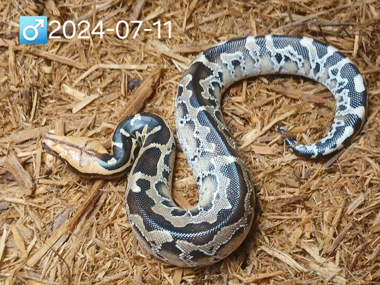 Het Caramel Pumpkin Head SSTP Sumatran Short-Tailed Python by Leach's ...