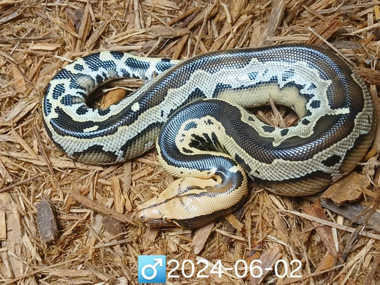Reverse Stripe Borneo Borneo Short-Tailed Python by Leach's Python Palace