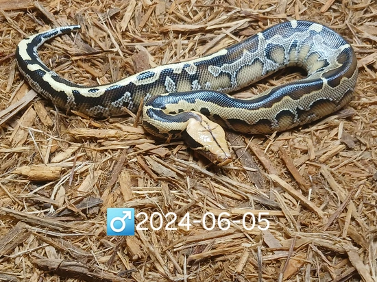Reverse Stripe Borneo Borneo Short-Tailed Python by Leach's Python Palace