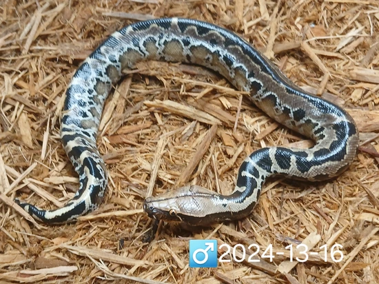 Chrome Head SSTP Sumatran Short-Tailed Python by Leach's Python Palace