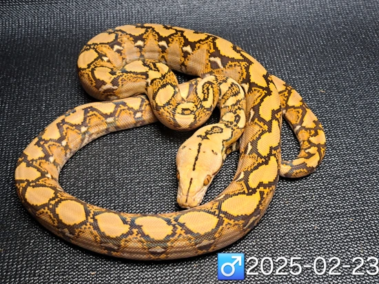 Mochino Reticulated Python by Leach's Python Palace