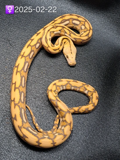 Mochino Tiger Reticulated Python by Leach's Python Palace