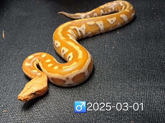 Stripey T+ Albino Blood Blood Python by Leach's Python Palace