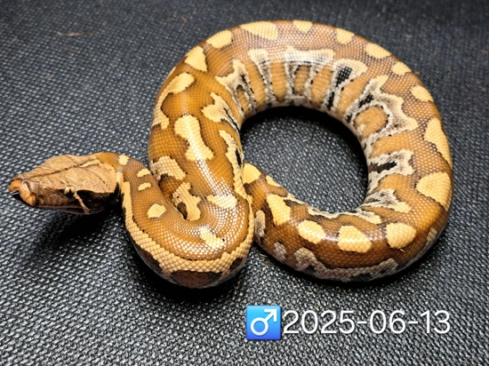Blood Blood Python by Leach's Python Palace