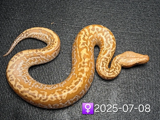 T+ Albino Batik Eye Blood Blood Python by Leach's Python Palace