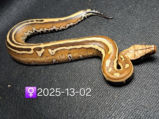 Tri Stripe Blood Blood Python by Leach's Python Palace