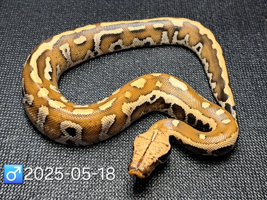 Blood Blood Python by Leach's Python Palace