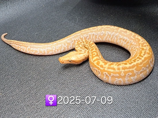 T+ Albino Batik Blood Blood Python by Leach's Python Palace