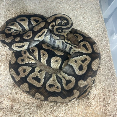 Phantom Pastel Het Clown Ball Python - female for sale from Fawcett’s Ball Python’s