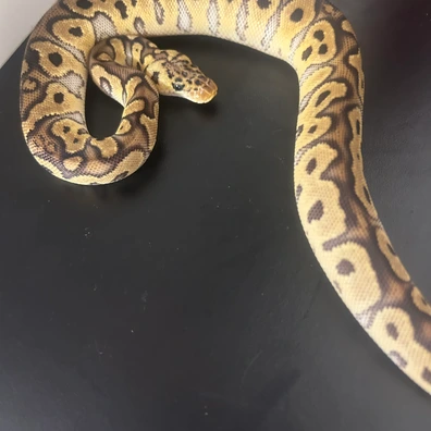 Pastel Clown Ball Python - female for sale from Fawcett’s Ball Python’s