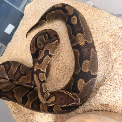 Enchi Het Monarch Ball Python - female for sale from Fawcett’s Ball Python’s