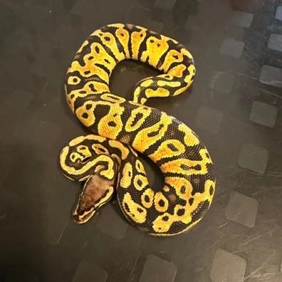 NR Mandarin Pastel Het Clown 66% Het Hypo Ball Python - female for sale from Fawcett’s Ball Python’s