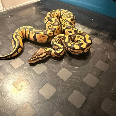 NR Mandarin Pastel Het Clown 66% Het Hypo Ball Python - male for sale from Fawcett’s Ball Python’s