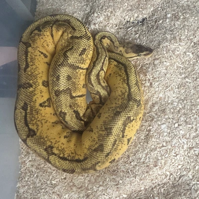 Pinstripe, Yellow Belly, Enchi, Het Clown Ball Python - female for sale from Fawcett’s Ball Python’s
