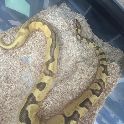 Super Orange Dream, Gravel, Enchi, Yellow Belly Ball Python - female for sale from Fawcett’s Ball Python’s