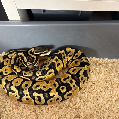 NR Mandarin Pastel Het Clown 66% Het Hypo Ball Python - female for sale from Fawcett’s Ball Python’s